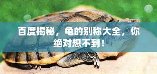 百度揭秘，龜的別稱大全，你絕對想不到！