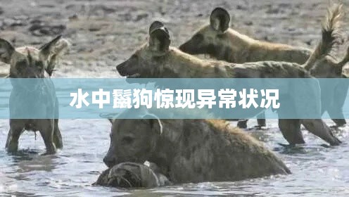 水中鬣狗驚現異常狀況